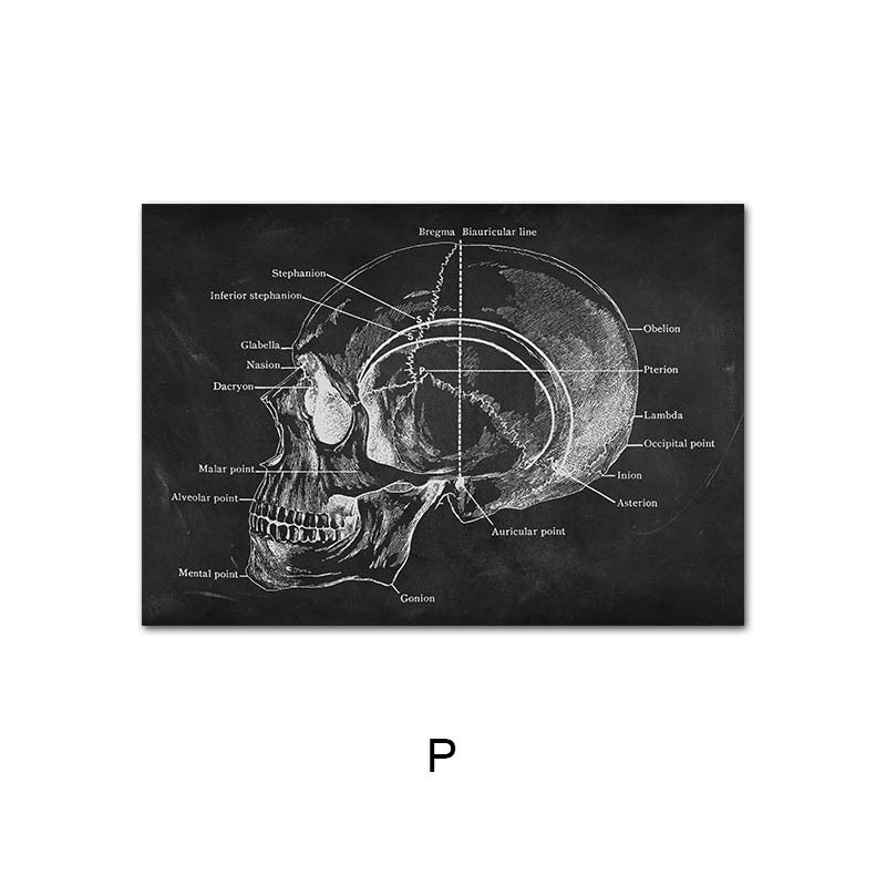 Canvas print of human anatomy skeleton organ system