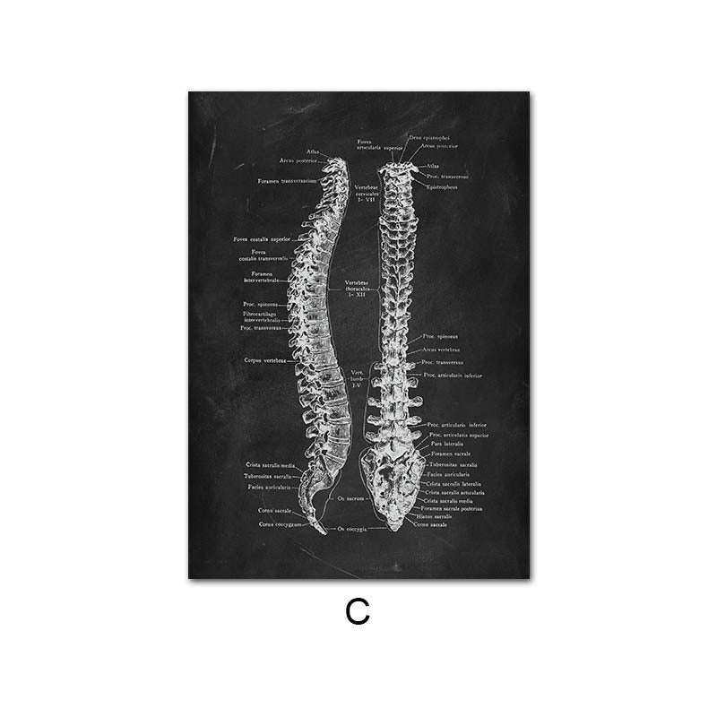 Canvas print of human anatomy skeleton organ system