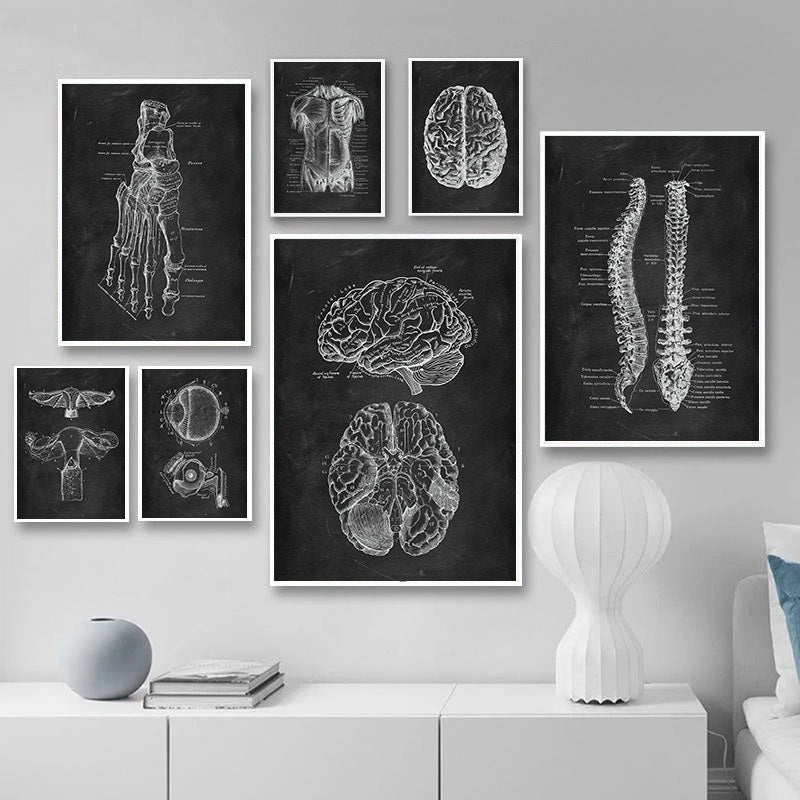 Canvas print of human anatomy skeleton organ system