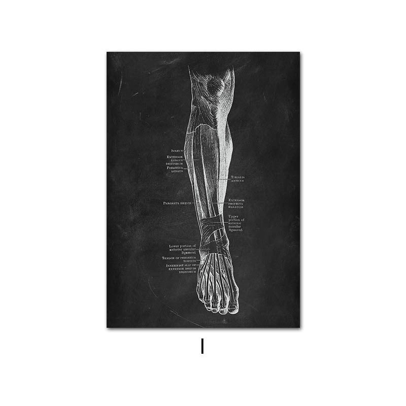 Canvas print of human anatomy skeleton organ system