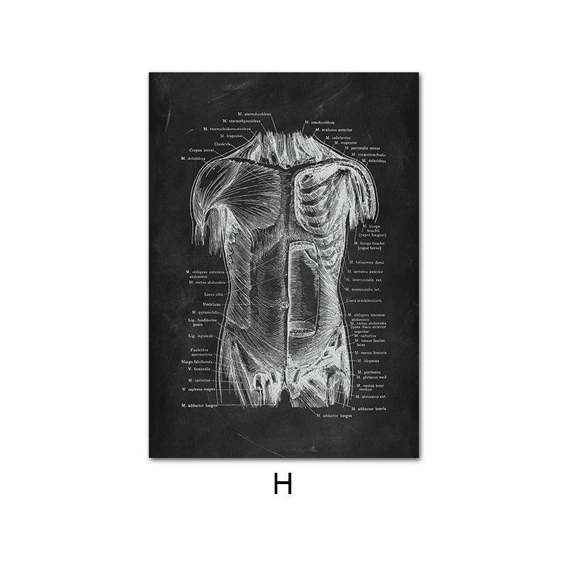 Canvas print of human anatomy skeleton organ system