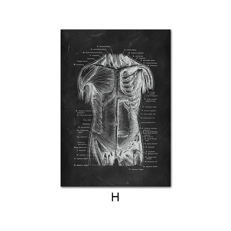 Leinwandbild des menschlichen Anatomie-Skelett-Organsystems