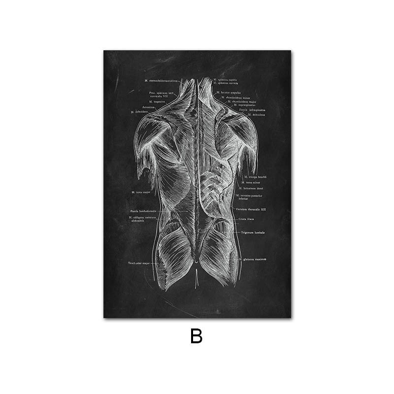 Canvas print of human anatomy skeleton organ system